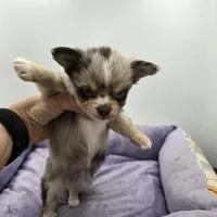 Charlotte male full AKC , a male Chihuahua for sale in Cullowhee, NC – Photo 2 of 10