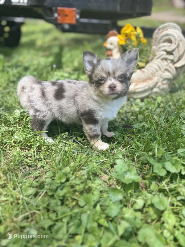 Charlotte male full AKC  – Chihuahua puppy for sale in Cullowhee, NC