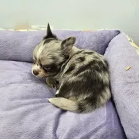 Charlotte male full AKC , a male Chihuahua for sale in Cullowhee, NC – Photo 10 of 10