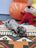 Charlotte male full AKC , a male Chihuahua for sale in Cullowhee, NC – Photo 2 of 10