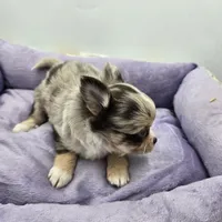 Charlotte male full AKC , a male Chihuahua for sale in Cullowhee, NC – Photo 6 of 10