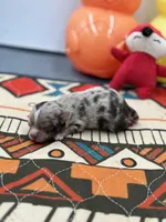 Charlotte male full AKC , a male Chihuahua for sale in Cullowhee, NC – Photo 5 of 10