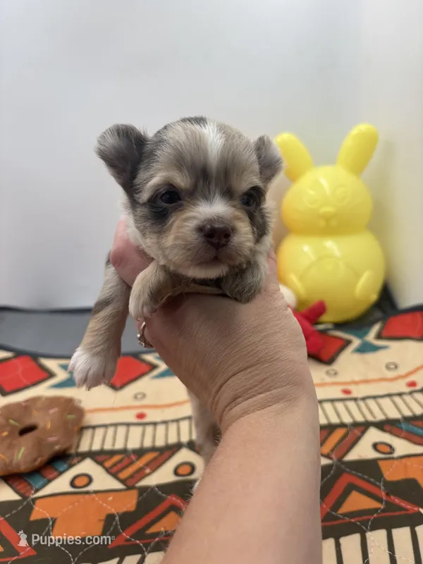 Charlotte male full AKC  – Chihuahua puppy on hold in Cullowhee, NC