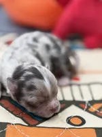 Charlotte male full AKC , a male Chihuahua for sale in Cullowhee, NC – Photo 3 of 10