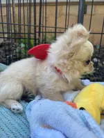 Precious Full Akc Champion sired female, a female Chihuahua for sale in Cullowhee, NC – 5 of 10