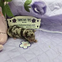 Full Akc Charolette's chocolate merle female, a female Chihuahua for sale in Cullowhee, NC – 10 of 10