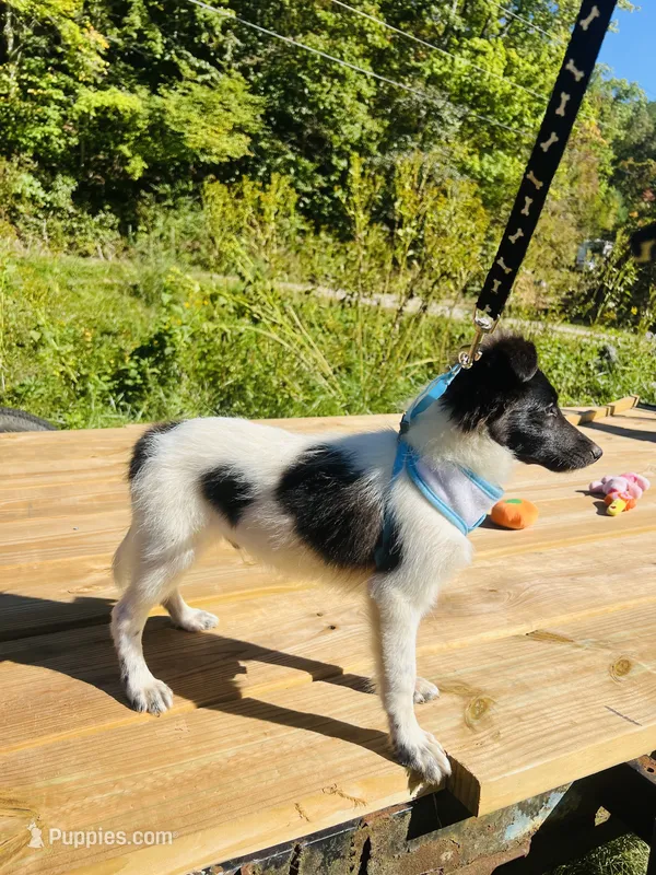 Lucy male #2 full AKC  – Shetland Sheepdog puppy for sale in Cullowhee, NC