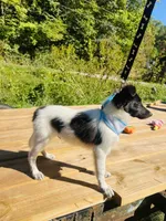 Bruno male AKC, a male Shetland Sheepdog for sale in Cullowhee, NC – 1 of 9