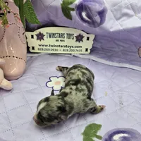 Full Akc Charlotte Blue merle female, a female Chihuahua for sale in Cullowhee, NC – 6 of 10