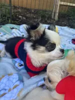 Pumbaa Full Akc Champion sire male, a male Chihuahua for sale in Cullowhee, NC – 6 of 10