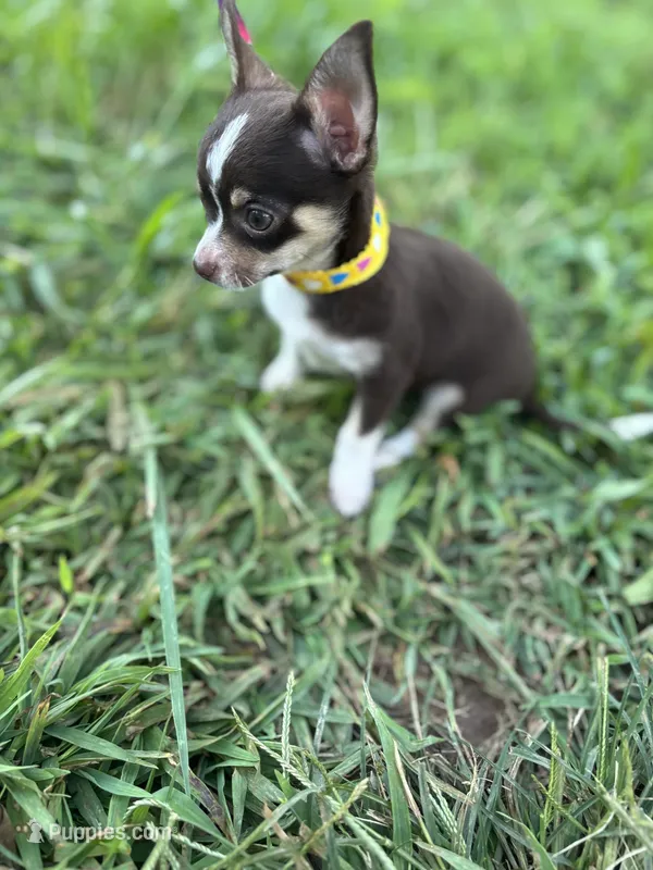  Tripp  male full AKC  – Chihuahua puppy for sale in Cullowhee, NC
