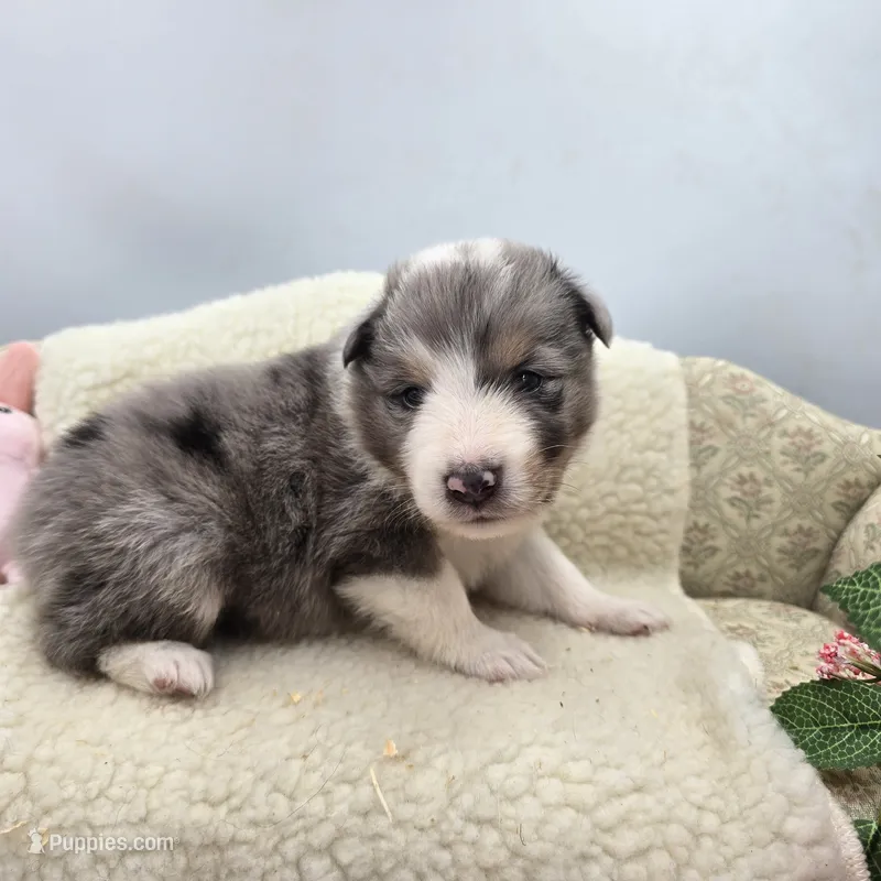 Full AKC Zina M 1 – Shetland Sheepdog puppy for sale in Cullowhee, NC