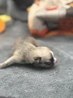 Panda male 2 full AKC , a male Chihuahua for sale in Cullowhee, NC – 6 of 10