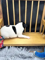 Topanga Male 1 , a male Toy Fox Terrier for sale in Cullowhee, NC – 10 of 10