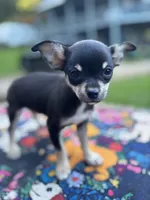 Caroline m1, a male Chihuahua for sale in Cullowhee, NC – 3 of 10