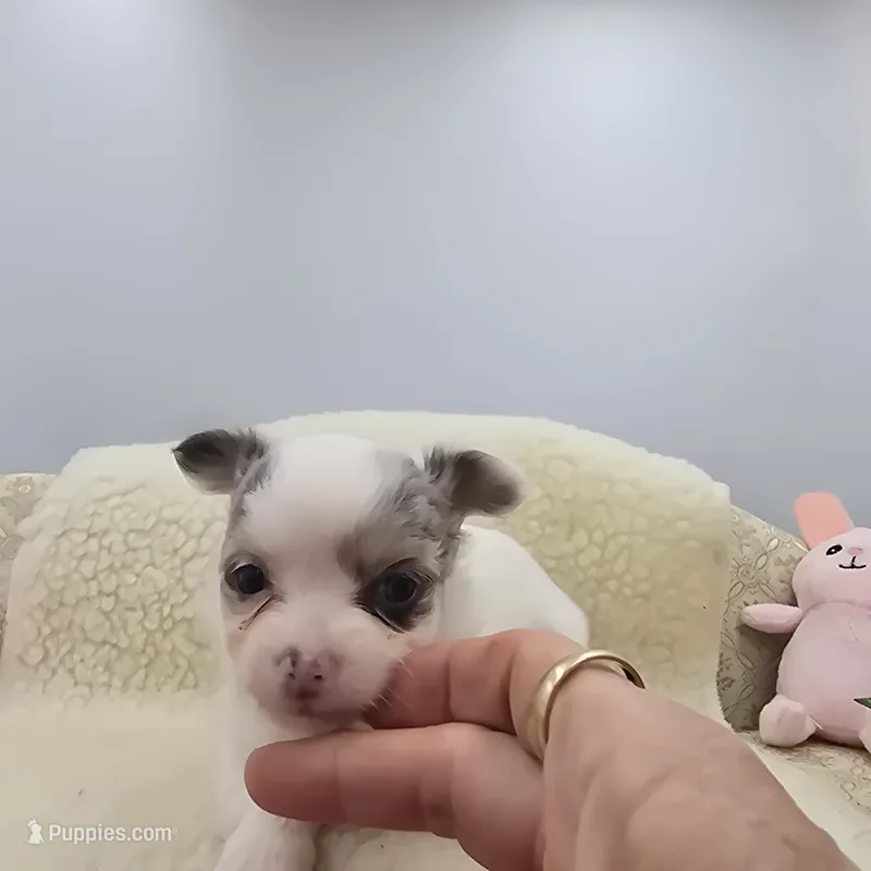 Full AKC Blue Eyed Jill female – Chihuahua puppy for sale in Cullowhee, NC