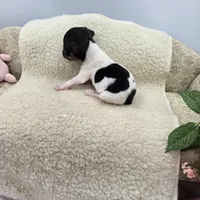Cupcake tiny tri male, a male Toy Fox Terrier for sale in Cullowhee, NC – 8 of 10
