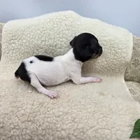Cupcake tiny tri male, a male Toy Fox Terrier for sale in Cullowhee, NC – 10 of 10
