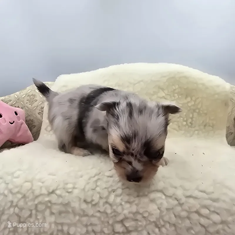 Full AKC Lilly Female  – Chihuahua puppy for sale in Cullowhee, NC