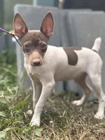 Cupcake chocolate male, a male Toy Fox Terrier for sale in Cullowhee, NC – 4 of 10