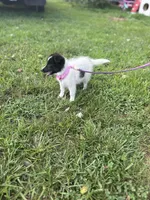 Lucy female full AKC , a female Shetland Sheepdog for sale in Cullowhee, NC – 7 of 10