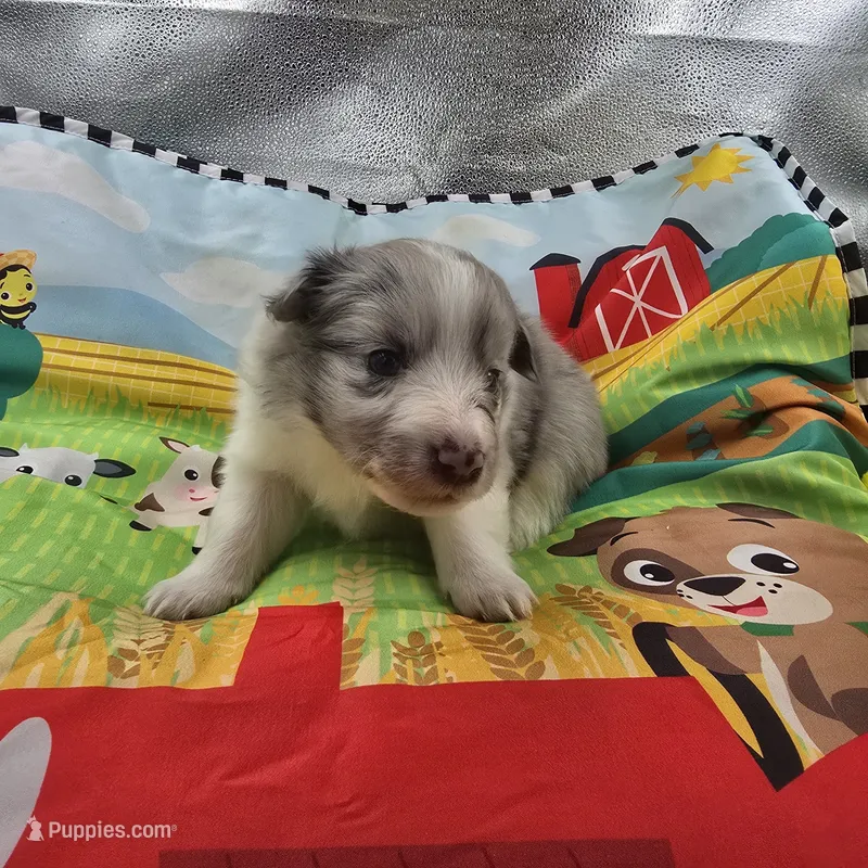 Farrah's Blue Merle Female Full AkC – Shetland Sheepdog puppy for sale in Cullowhee, NC