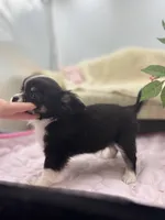 Full AKC Jack Male , a male Chihuahua for sale in Cullowhee, NC – 9 of 10
