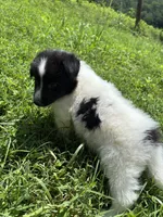 Lucy female full AKC , a female Shetland Sheepdog for sale in Cullowhee, NC – 8 of 10