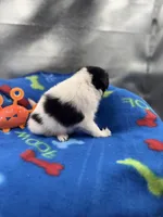 Lucy male #2 full AKC , a male Shetland Sheepdog for sale in Cullowhee, NC – 6 of 10