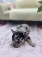 Ravens male full AKC , a male Chihuahua for sale in Cullowhee, NC – 2 of 10