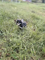 Tri male 1 AKC , a male Chihuahua for sale in Cullowhee, NC – 5 of 9