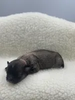 Full AKC Summer female, a female Chihuahua for sale in Cullowhee, NC – 9 of 10