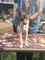 Cupcake chocolate male, a male Toy Fox Terrier for sale in Cullowhee, NC – 2 of 10
