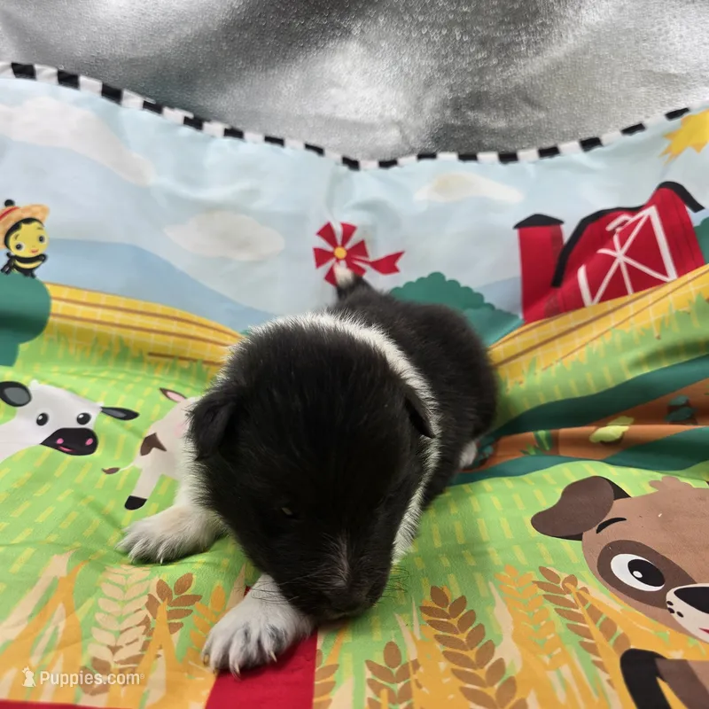 Farrah full Akc female Bi-blk – Shetland Sheepdog puppy for sale in Cullowhee, NC