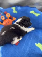 Lucy male black and white full AKC , a male Shetland Sheepdog for sale in Cullowhee, NC – 9 of 10