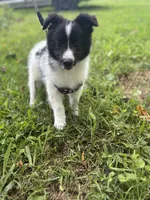 Lucy’s male full AKC color head , a male Shetland Sheepdog for sale in Cullowhee, NC – 8 of 10