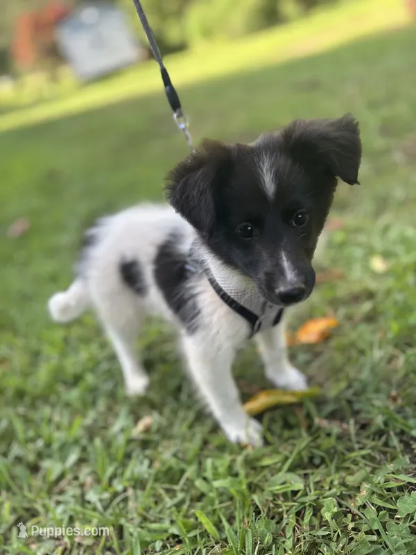 Lucy male #2 full AKC  – Shetland Sheepdog puppy for sale in Cullowhee, NC