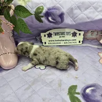 Juliettes Chocolate girl full Akc long coat, a female Chihuahua for sale in Cullowhee, NC – 10 of 10