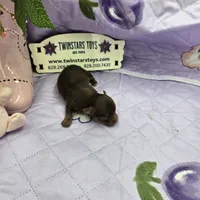 Full Akc Dixie's Chocolate male, a male Chihuahua for sale in Cullowhee, NC – 5 of 10