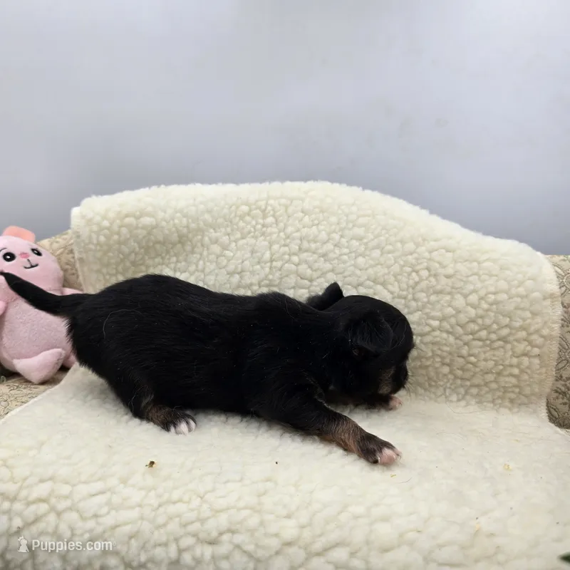 Full AKC Honey's Male # 2 – Chihuahua puppy for sale in Cullowhee, NC