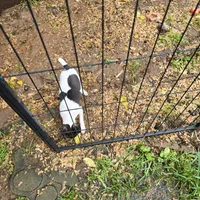 Gidget, a female Toy Fox Terrier for sale in Cullowhee, NC – 7 of 9