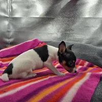 Tesla # 1 Full Akc, a female Toy Fox Terrier for sale in Cullowhee, NC – 4 of 10