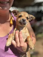 Full AKC Summer Male 2, a male Chihuahua for sale in Cullowhee, NC – 3 of 9