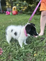 Lucy female full AKC , a female Shetland Sheepdog for sale in Cullowhee, NC – 5 of 10
