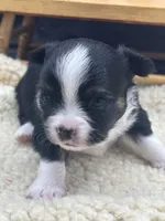 Freya male AKC tri , a male Chihuahua for sale in Cullowhee, NC – 10 of 10