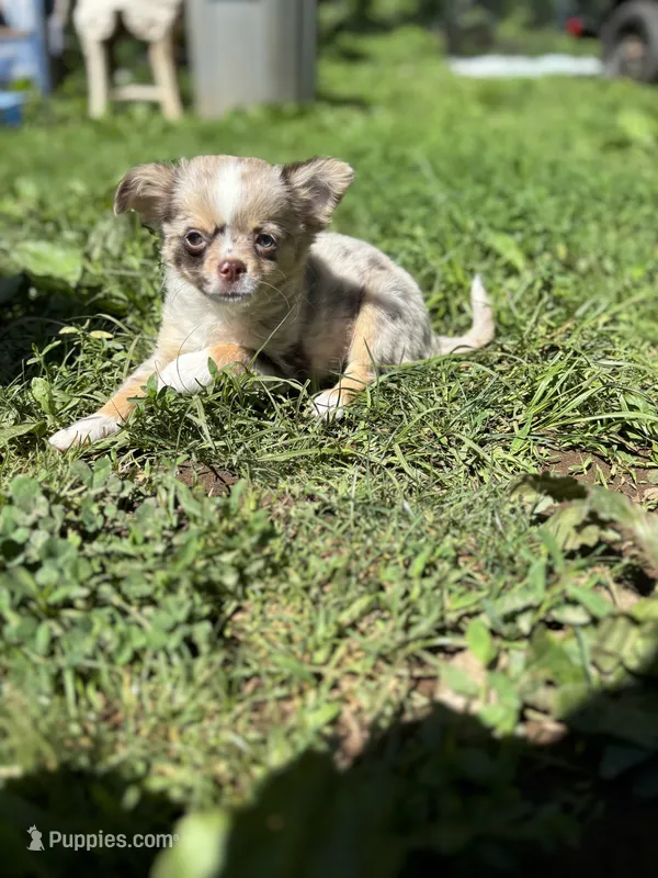 Chocolate Merle female full  AKC  – Chihuahua puppy for sale in Cullowhee, NC