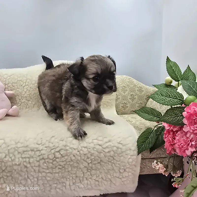 Full AKC Summer female – Chihuahua puppy for sale in Cullowhee, NC
