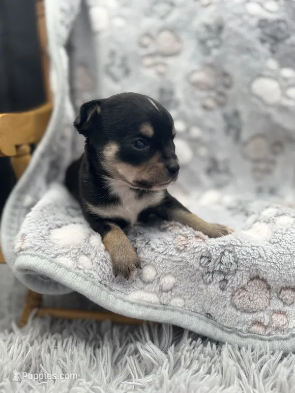 Tri male short coat  – Chihuahua puppy for sale in Cullowhee, NC