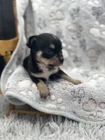 Tri male short coat , a male Chihuahua for sale in Cullowhee, NC – 1 of 10