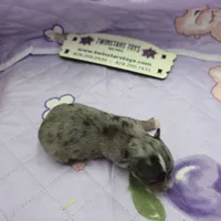 Juliette's Blue Merle female full AKC, a female Chihuahua for sale in Cullowhee, NC – 5 of 10